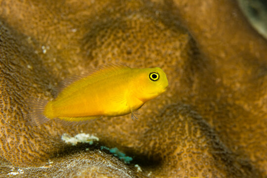 Gelbe Korallengrundel (Gobiodon okinawae) im Korallenriff