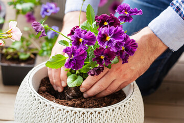 man gardener planting pansy, lavender flowers in flowerpot in garden on terrace