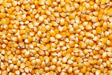 Fotobehang close-up of organic yellow corn seed or maize (Zea mays) Full-Frame Background. Top View © Prashant ZI