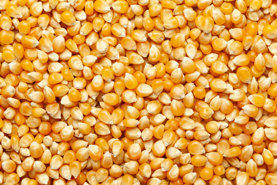 close-up of organic yellow corn seed or maize (Zea mays) Full-Frame Background. Top View