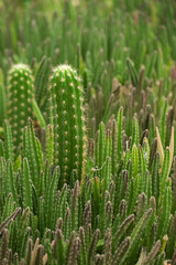 Fototapeta na wymiar Many cacti close up