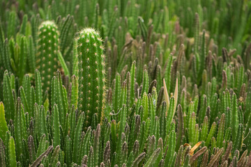 Fototapeta na wymiar Many cacti close up
