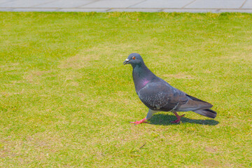 芝生を歩く鳩のイメージ