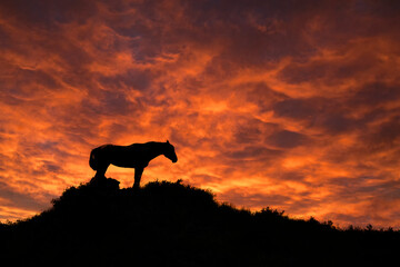 Wild Horse, Sunset, Theodore Roosevelt National Park, North Dakota, USA - 420456932