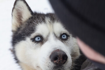 Portrait of a gray husky dog with blue eyes, looking into the eyes of a man