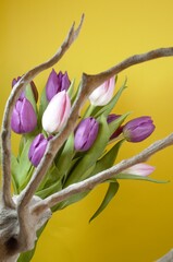 Tulpen Deko mit Wurzel