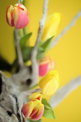 Tulpen Deko mit Wurzel