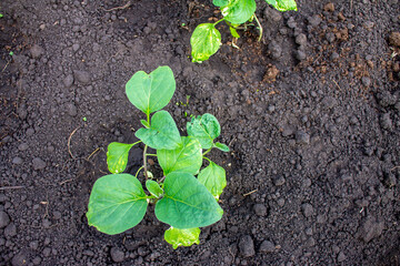 Eggplant seedlings in greenhouse in spring, gardening and farming