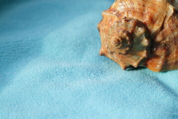 sea shell on blue background