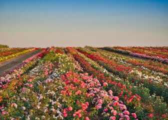 field of roses, colorful, sky in the background is space for text