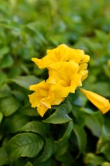  bush of yellow flowers against a blue sky as a background
