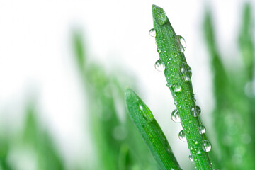 Water drops on a grass blade