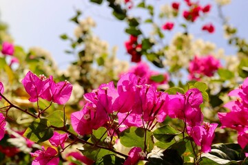  bush of pink flowers against a blue sky as a background