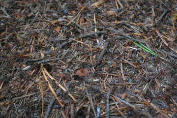 Anthill of red forest ants close-up. Red forest ants close-up. Background of red ant colony.