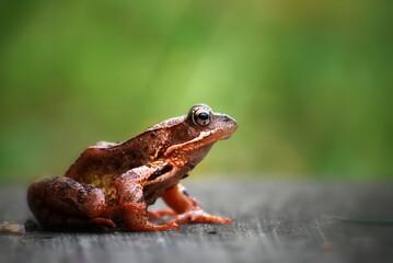 Little frog sitting on the metal roof.