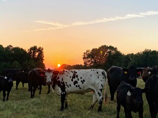 Sunset
Cows