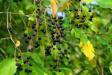 Black currant on a bush.	
