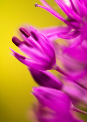 close up of a purple flower