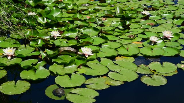 The lily pond with water turtles