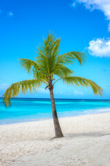 Naklejka na ściany i meble Amazing tropical paradise beach with white sand, coconut palm, sea and blue sky, outdoor travel background, summer holiday concept, natural wallpaper. Caribbean, Saona island, Dominican Republic