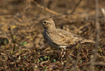 Closeup of a crested Lark, Bahrain