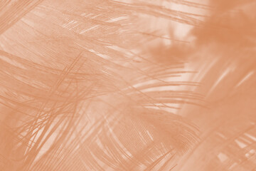 Beautiful brown feather texture pattern background