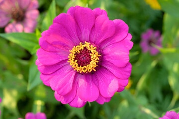Fototapeta premium Pink flowers with blooming in the morning sun.