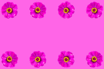 Fototapeta na wymiar Spring flower Pink flowers on the pink background Paste in view above the copy area.