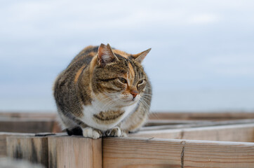 Street cat sits by the sea. A yard ginger cat sits on a bench. Abandoned pet.