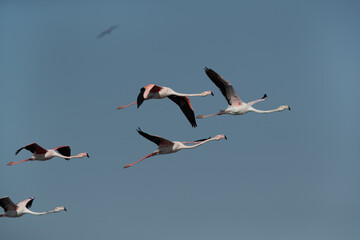 Greater Flamingos in flight at Tubli bay in the morning, Bahrain