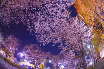 夜桜と横浜みなとみらいの夜景