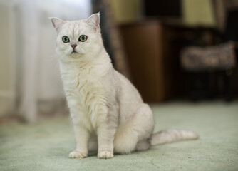 adult cat pedigree Scottish chinchilla straight ears