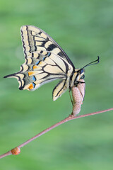 The Old World Swallowtail perched on branch (Papilio machaon)