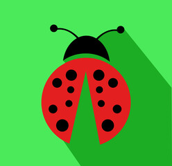 Ladybug vector illustration