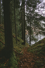 Small hiking trail in the middle of a forest by the Brasla river leading to the shore during cloudy day in Latvia