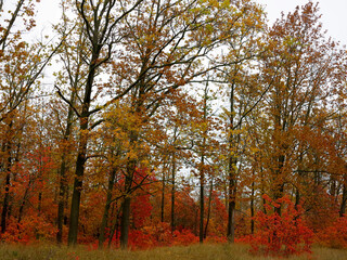 Bright beautiful colors of autumn in a deciduous forest.