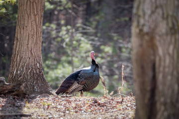 A male North American wild turkey spotted through the trees. Male turkeys are identified by their...