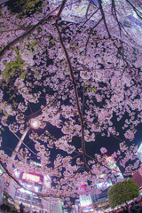 渋谷駅前の桜と雑踏