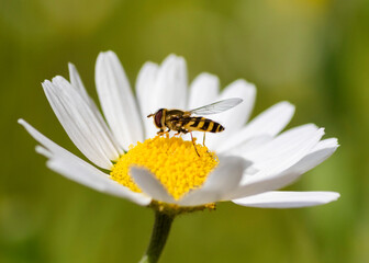 Obraz premium bee on daisy