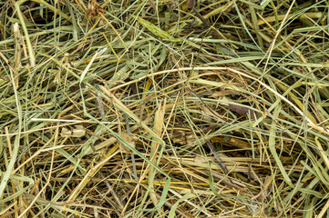 dry grass texture background close up copy space