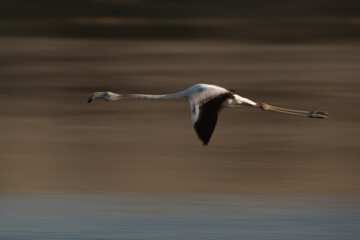 A panning shot of Greater Flamingo flying at Tubli bay in the morning, Bahrain