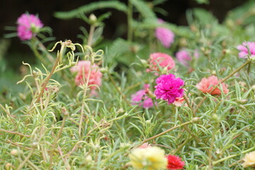 Pink flower, Portulaca Grandiflora, portulaca, Japanese rose, Moss roses, and yellow pollen in the middle with green leaves blur backdrop, Sunny plant blooming on the flower garden.