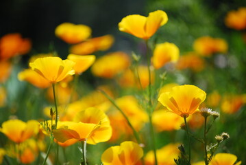 Obraz premium California poppy, red poppy, centaurea