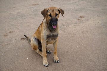 Sitting brown Thai dog on the beach