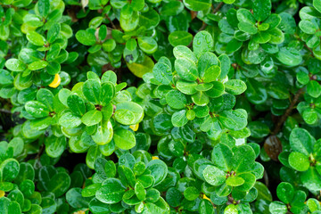 fresh green leave in garden nature background
