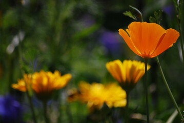 Fototapeta premium California poppy, red poppy, centaurea