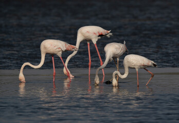 Greater Flamingos feeding at Tubli bay in the morning, Bahrain