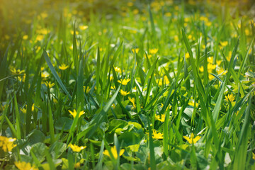 Yellow blooming buttercup on a sunny spring forest glade	