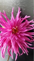 Close up of pink spiked dahlia flower