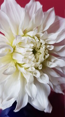Close up of white dahlia flower